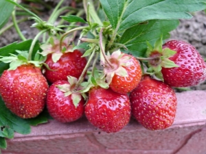 Strawberry Queen Elizabeth 2: beschrijving van de variëteit en subtiliteiten van de teelt