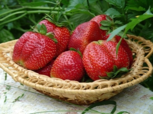 Strawberry Queen Elizabeth: kenmerken en kenmerken van de teelt