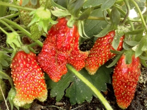 Strawberry Kupchikha: beschrijving en teelt van de variëteit