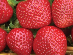 Strawberry Malvina: beschrijving en teeltregels