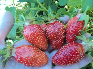 Strawberry Maryshka: kenmerken en teelt van variëteiten