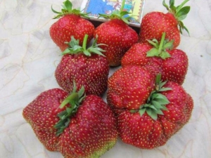 Strawberry Masha: kenmerken en kenmerken van de teelt