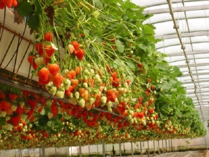 Aardbeien in hydrocultuur: beschrijving, voor- en nadelen van de kweekmethode