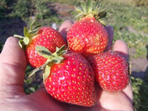 Strawberry Ostara: kenmerken van het ras en landbouwtechnologie 