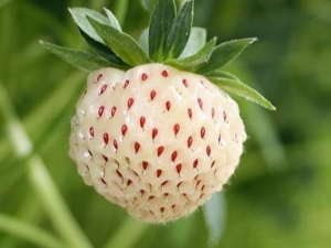 Aardbei Pineberry: rasbeschrijving, planten en verzorgen