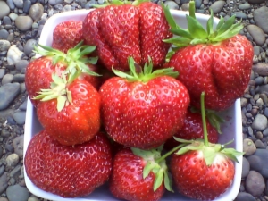 Strawberry First grader: geschiedenis en beschrijving van de variëteit, ziekten en teelt