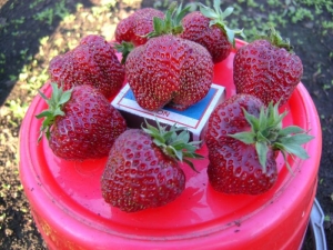 Strawberry Ruby-hanger: rasbeschrijving en teelt