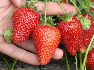 Strawberry Selva: rasbeschrijving en teeltkenmerken