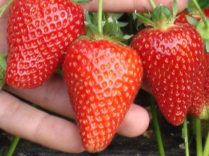 Strawberry Syria: beschrijving van het ras en tips over landbouwtechnologie 