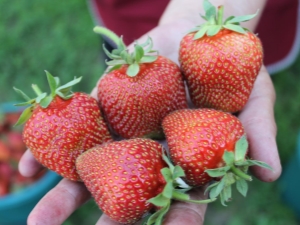 Strawberry Elephant: variety characteristics and growing features