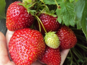 Strawberry Nightingale: rasbeschrijving en groeikenmerken