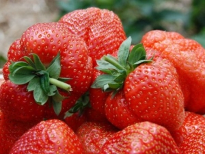 Strawberry Sonata: description, planting and care