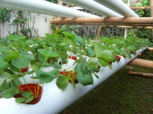 Strawberries in pipes: features and secrets of an outlandish way