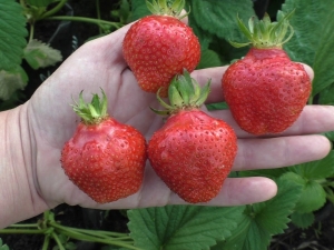 Aardbei Vima Xima: rasbeschrijving en teelt