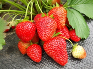 Strawberry Wim Rina: variety description and cultivation