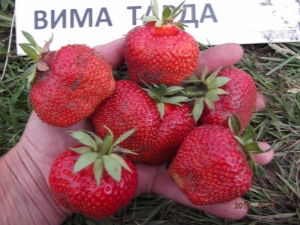 Maasikas Wim Tarda: sordikirjeldus ja agrotehnoloogia