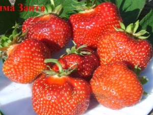 Wim Zant's strawberry: variety description and agricultural technology