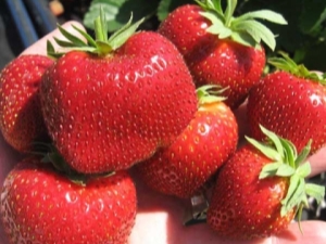 Strawberry Zephyr: variety description and cultivation