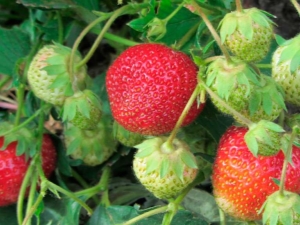 Strawberry Zenga Zengana: description of the variety and subtleties of cultivation