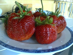 Strawberry Zenith: beschrijving en kenmerken van teelt