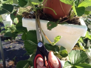 Wanneer en hoe moeten aardbeien worden gesneden?