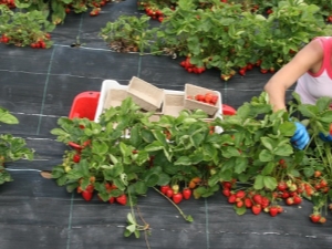 When does the strawberry season start and end? 