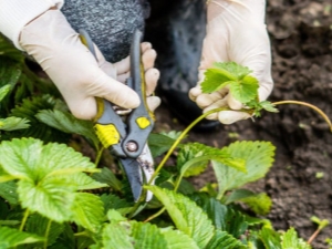 When to trim the mustache of strawberries in the summer and how to do it right?