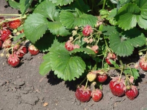 Quand transplanter des fraises et comment le faire correctement ?