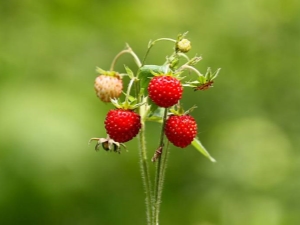 Wanneer rijpen aardbeien?