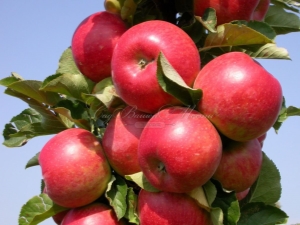 Zuilvormige appelboom Arbat: kenmerken van de variëteit en kenmerken van de teelt