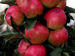 Zuilvormige appelboom Moskou ketting: rasbeschrijving, planten en verzorgen