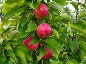 Zuilvormige appelboom Vasyugan: beschrijving en teelt van de variëteit