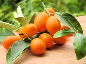 Kumquat: mis see on ja kuidas see välja näeb, selle kalorisisaldus ja omadused