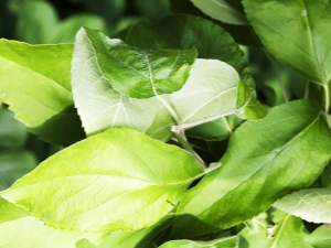 Appelbladeren: toepassing, voordelen en nadelen