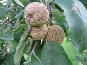 Appelboommoniliose: oorzaken van de ziekte en behandelingsmethoden