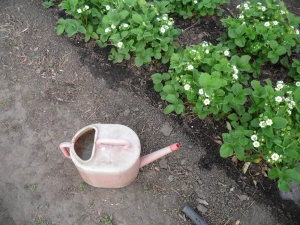 Is it possible to water strawberries with cold water during flowering and what will be the consequences?