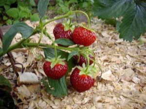 Aardbeien mulchen met zaagsel