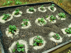 Hoe ver uit elkaar moeten aardbeien worden geplant?