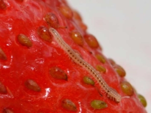 Nematode on strawberries: symptoms of damage, methods of control and prevention