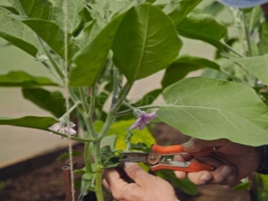 Moet ik stiefzoon aubergine en hoe doe ik het goed?