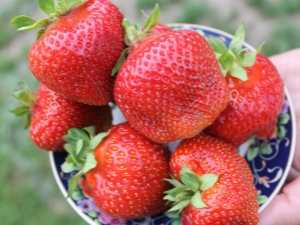 Description and cultivation of strawberry variety Salsa