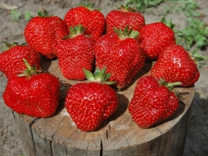 Beschrijving van de variëteit en teelt van aardbeien Vityaz