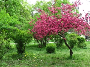 Description of apple trees with red leaves, the use of ornamental varieties in landscape design