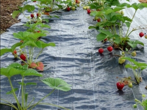 Eigenschappen en gebruik van afdekmateriaal voor aardbeien