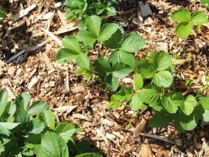 Kenmerken van het mulchen van aardbeien