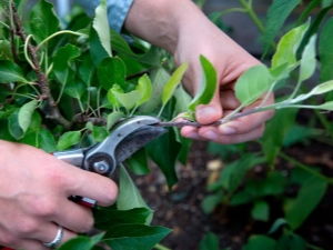 Kenmerken van het snoeien van zuilvormige appelbomen