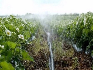 Kenmerken van aardbeien water geven tijdens de bloei