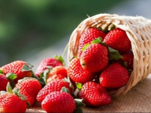 Features of planting and caring for strawberries