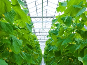 Kenmerken van het planten en kweken van komkommers in een kas