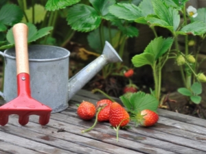 Kenmerken van zorg voor aardbeien na vruchtvorming